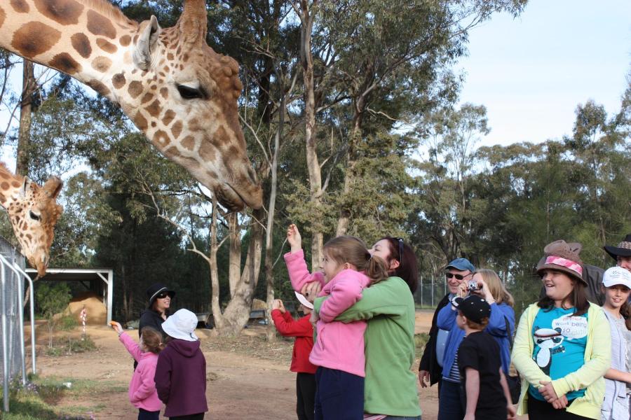 Giraffa_camelopardalis_-Taronga_Western_Plains_Zoo,_near_Dubbo,_New_South_Wales,_Australia-8a_(2)